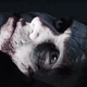 Resident Evil: Infinite Darkness